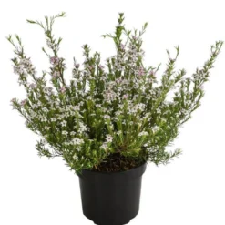 Duftsternchen - Boronia anemonifolia