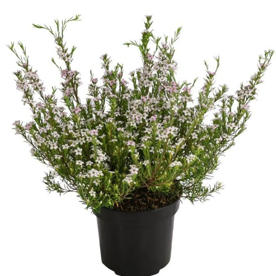 Duftsternchen - Boronia anemonifolia