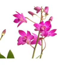 Duft-Traubenorchidee - Dendrobium kingianum 'Berry'