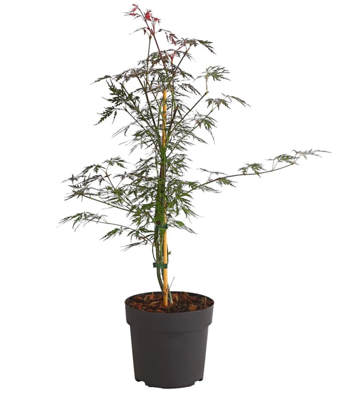 Dunkelroter Schlitz-Ahorn 'Dissectum Garnet'