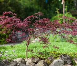 Dunkelroter Schlitz-Ahorn 'Dissectum Garnet'