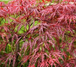 Dunkelroter Schlitz-Ahorn 'Dissectum Garnet'