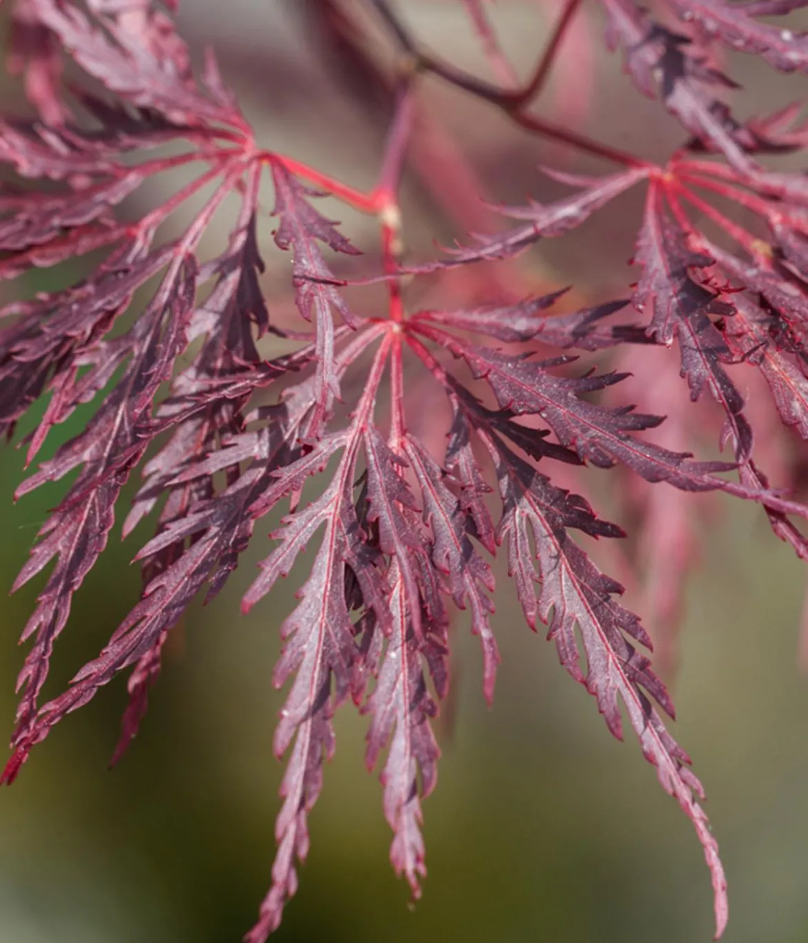 Dunkelroter Schlitz-Ahorn 'Dissectum Garnet'