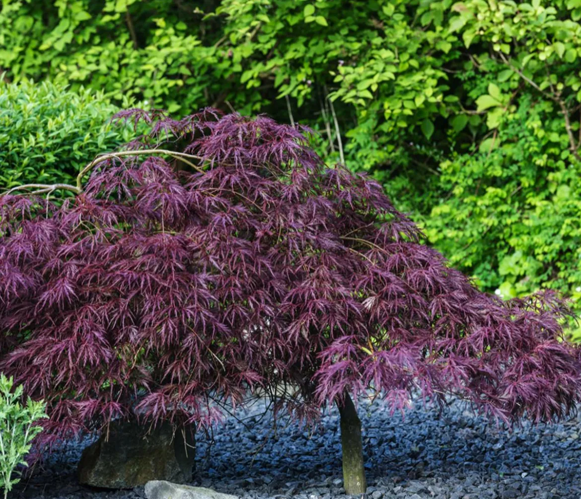 Dunkelroter Schlitz-Ahorn 'Dissectum Garnet'
