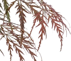 Dunkelroter Schlitz-Ahorn 'Dissectum Garnet', ca. 30-40 cm