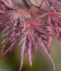 Dunkelroter Schlitz-Ahorn 'Dissectum Garnet', ca. 30-40 cm