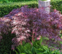 Dunkelroter Schlitz-Ahorn 'Dissectum Garnet', ca. 30-40 cm