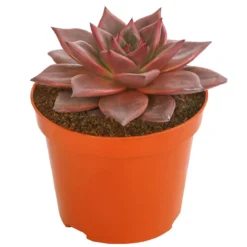 Echeverie - Echeveria agavoides 'Taurus'
