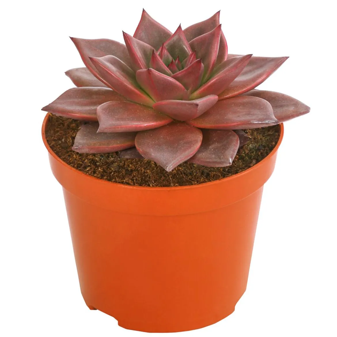 Echeverie - Echeveria agavoides 'Taurus'