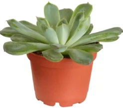 Echeverie - Echeveria Hybride, verschiedene Sorten