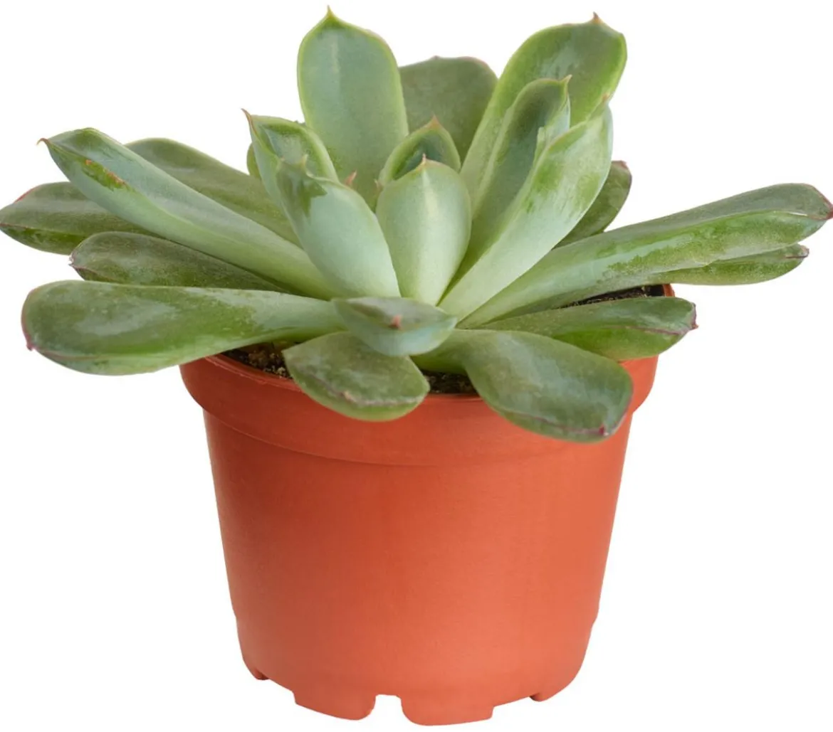 Echeverie - Echeveria Hybride, verschiedene Sorten