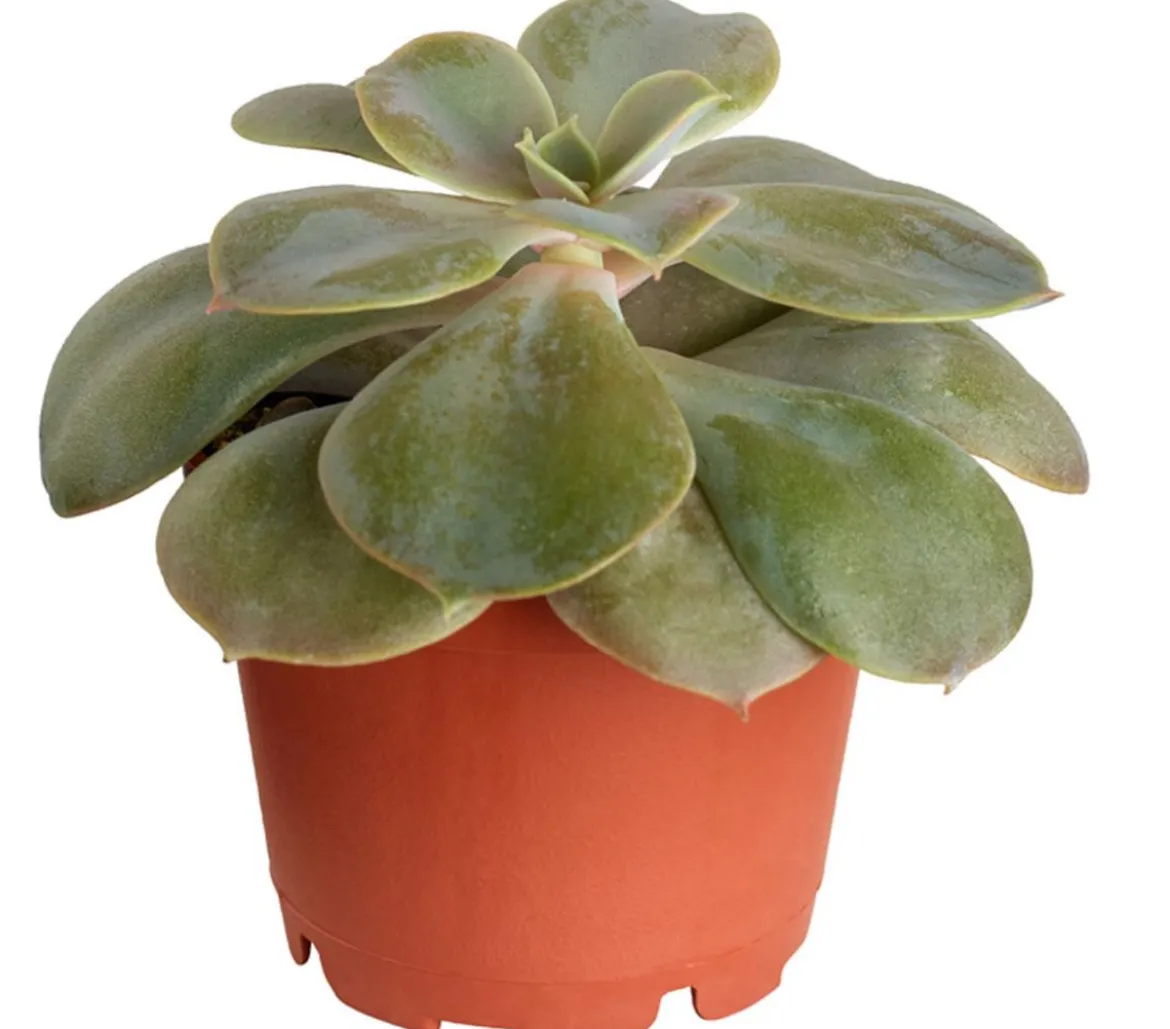 Echeverie - Echeveria Hybride, verschiedene Sorten