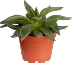 Echeverie - Echeveria Hybride, verschiedene Sorten