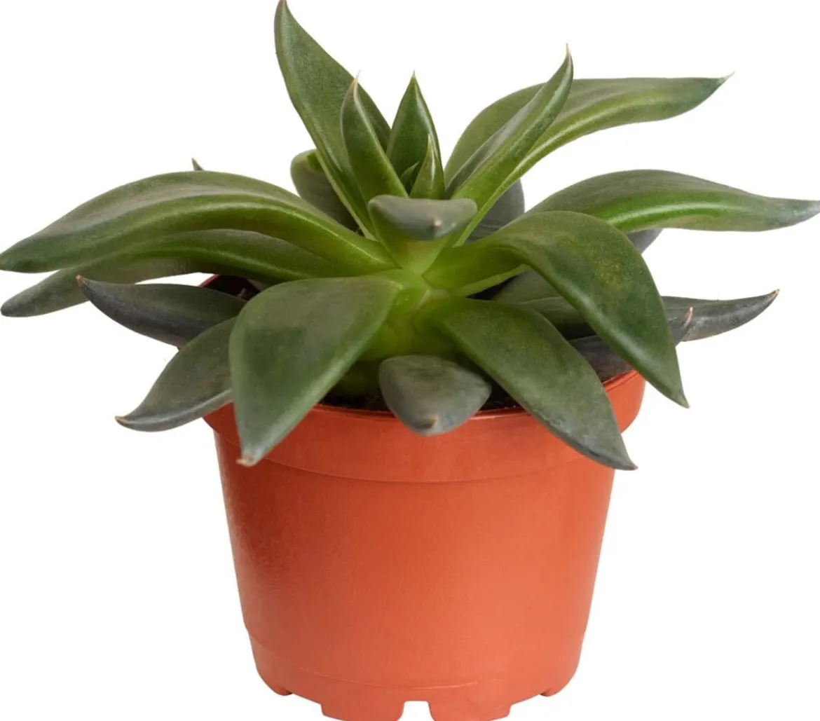 Echeverie - Echeveria Hybride, verschiedene Sorten