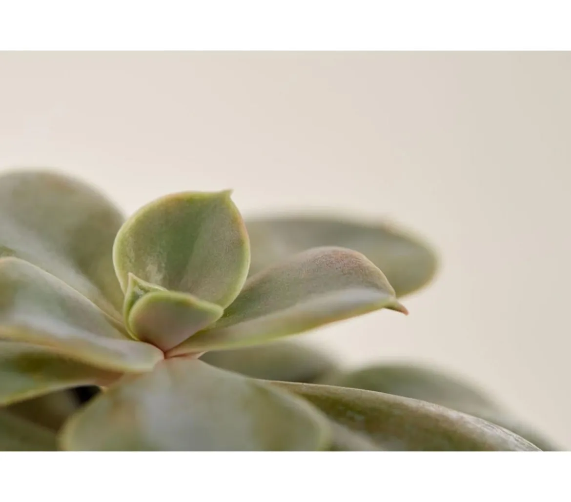 Echeverie - Echeveria Hybride, verschiedene Sorten
