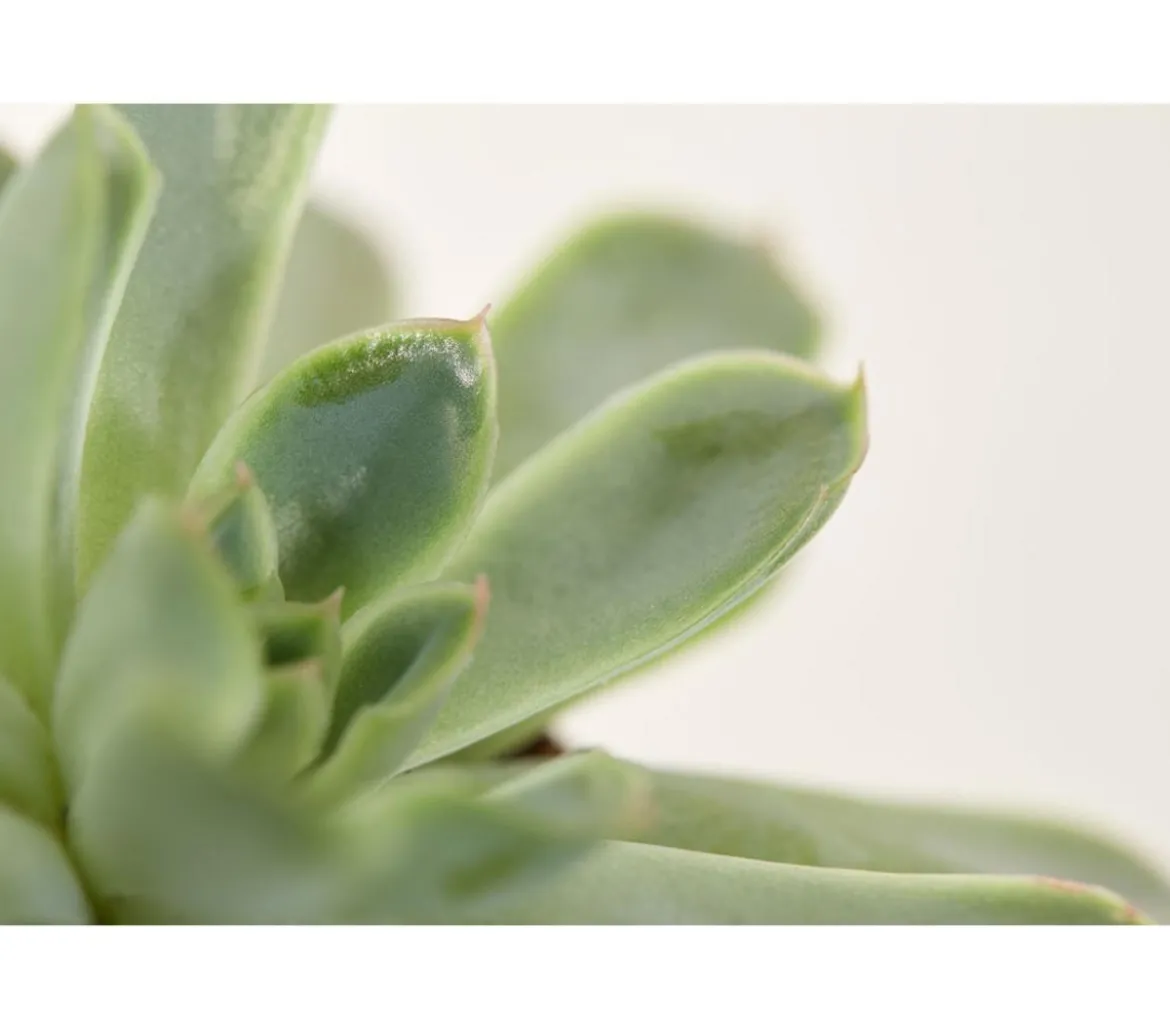 Echeverie - Echeveria Hybride, verschiedene Sorten