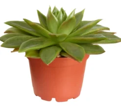 Echeverie - Echeveria Hybride, verschiedene Sorten