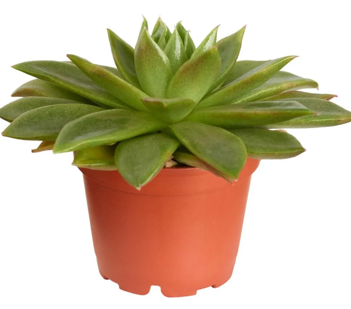 Echeverie - Echeveria Hybride, verschiedene Sorten
