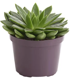 Echeverie - Echeveria Hybride, verschiedene Sorten