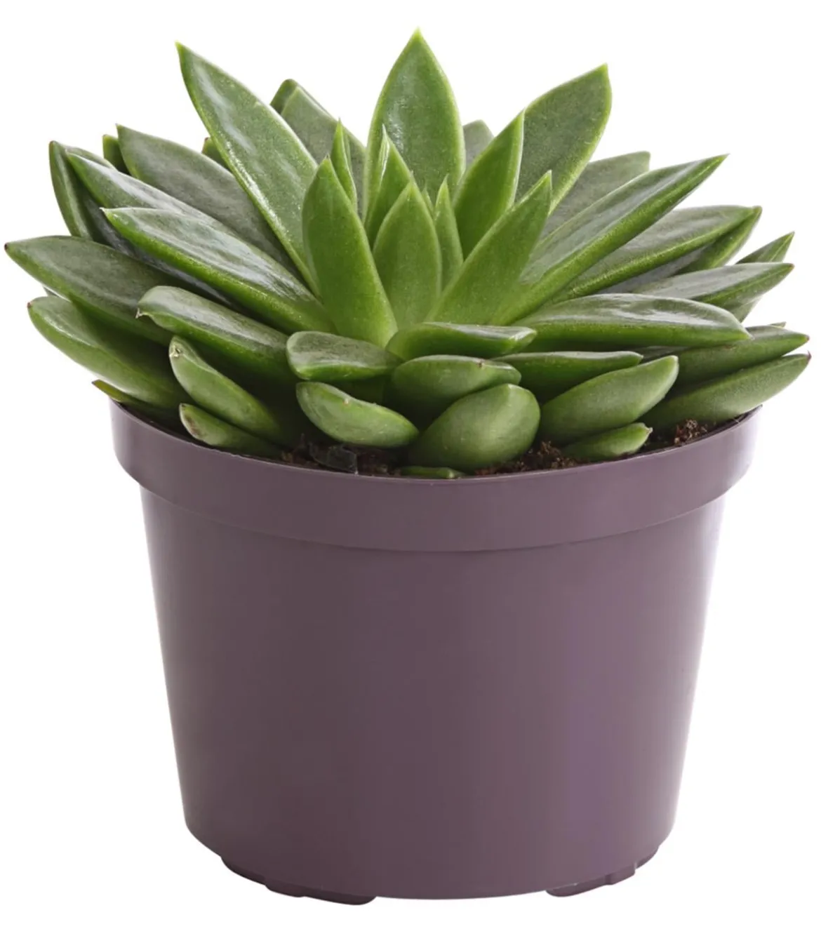 Echeverie - Echeveria Hybride, verschiedene Sorten