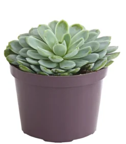 Echeverie - Echeveria Hybride, verschiedene Sorten