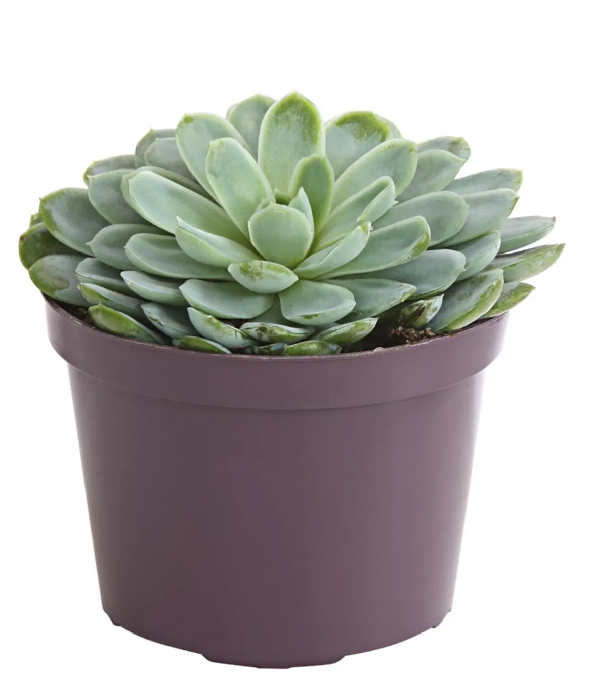 Echeverie - Echeveria Hybride, verschiedene Sorten