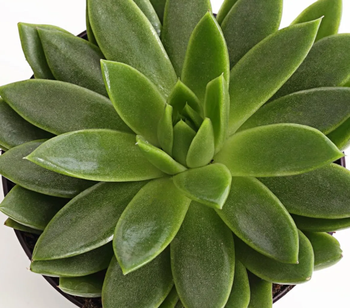 Echeverie - Echeveria Hybride, verschiedene Sorten