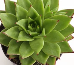 Echeverie - Echeveria Hybride, verschiedene Sorten