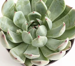 Echeverie - Echeveria Hybride, verschiedene Sorten