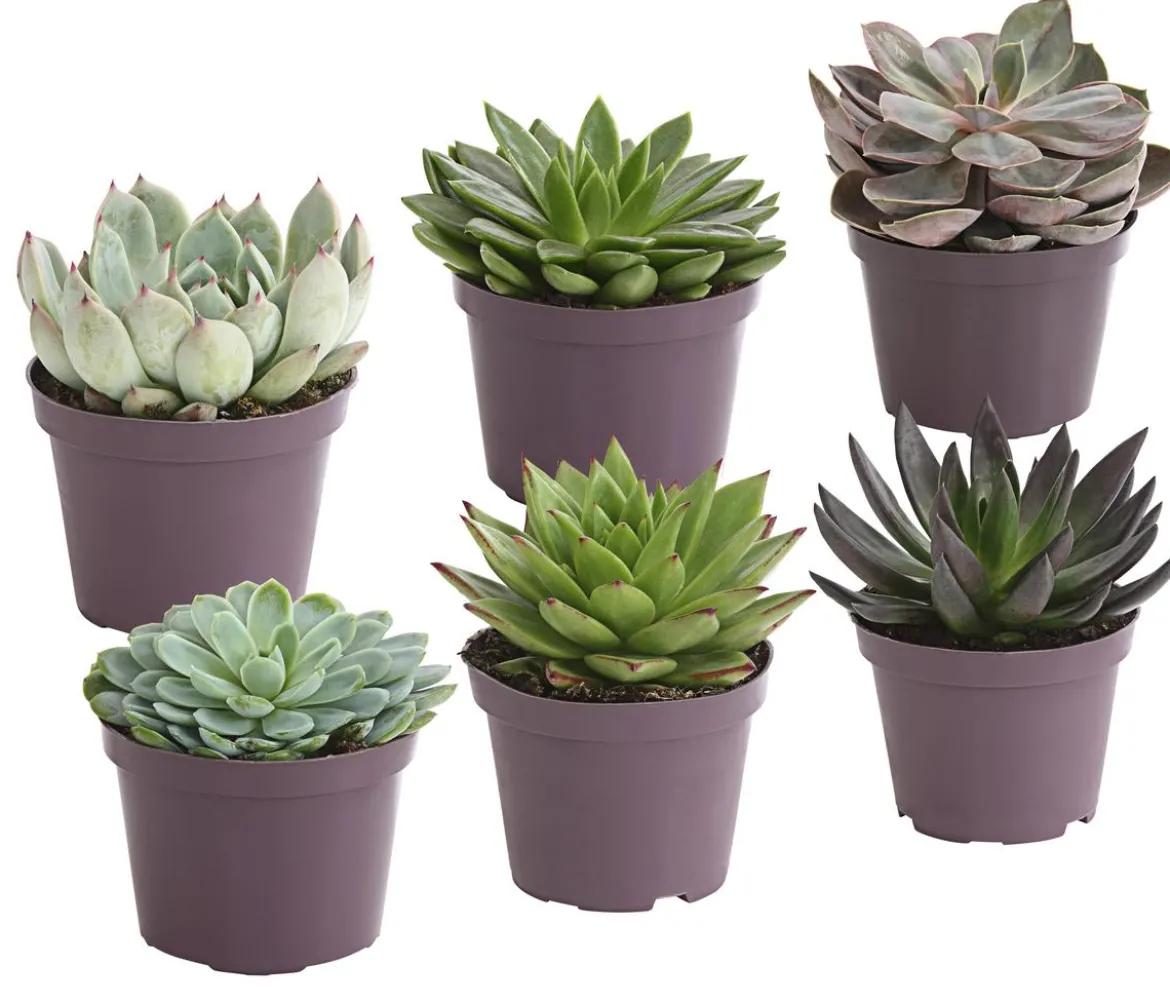 Echeverie - Echeveria Hybride, verschiedene Sorten