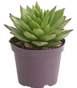 Echeverie - Echeveria Hybride, verschiedene Sorten