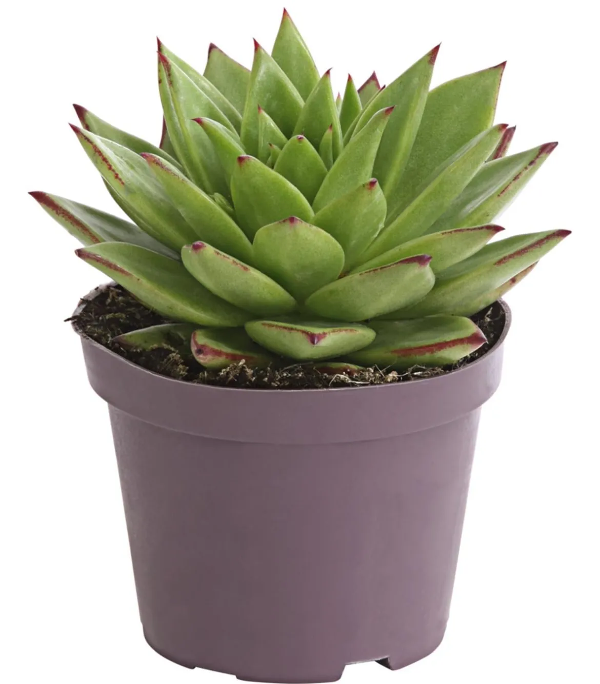 Echeverie - Echeveria Hybride, verschiedene Sorten