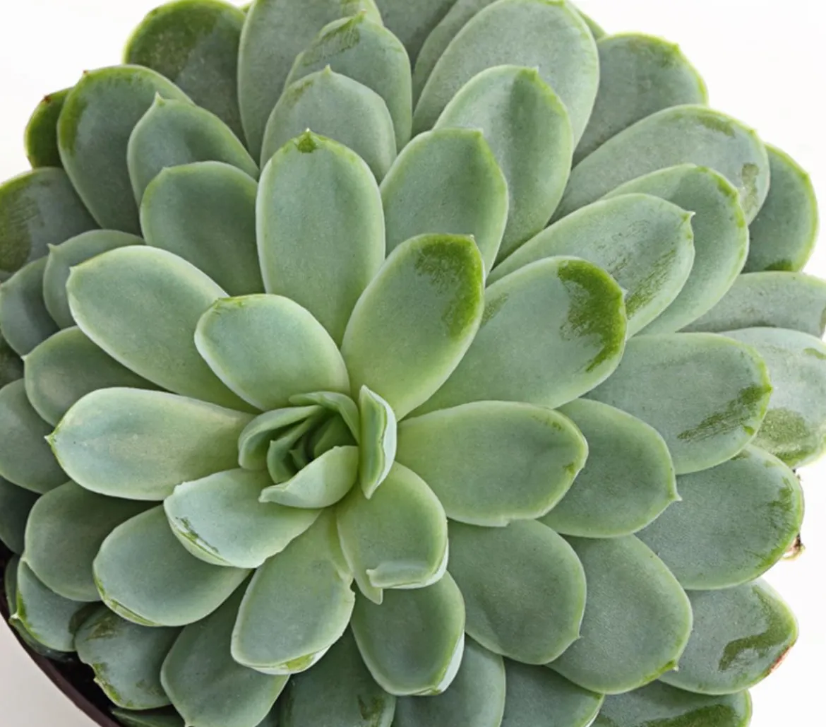 Echeverie - Echeveria Hybride, verschiedene Sorten