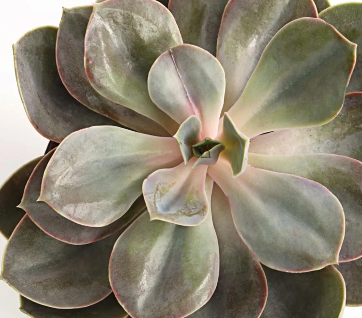 Echeverie - Echeveria Hybride, verschiedene Sorten