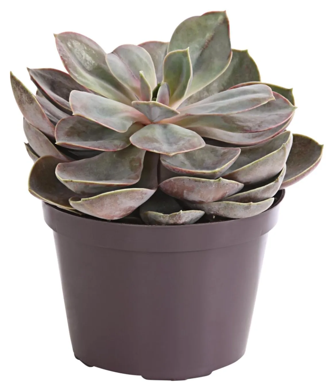 Echeverie - Echeveria Hybride, verschiedene Sorten