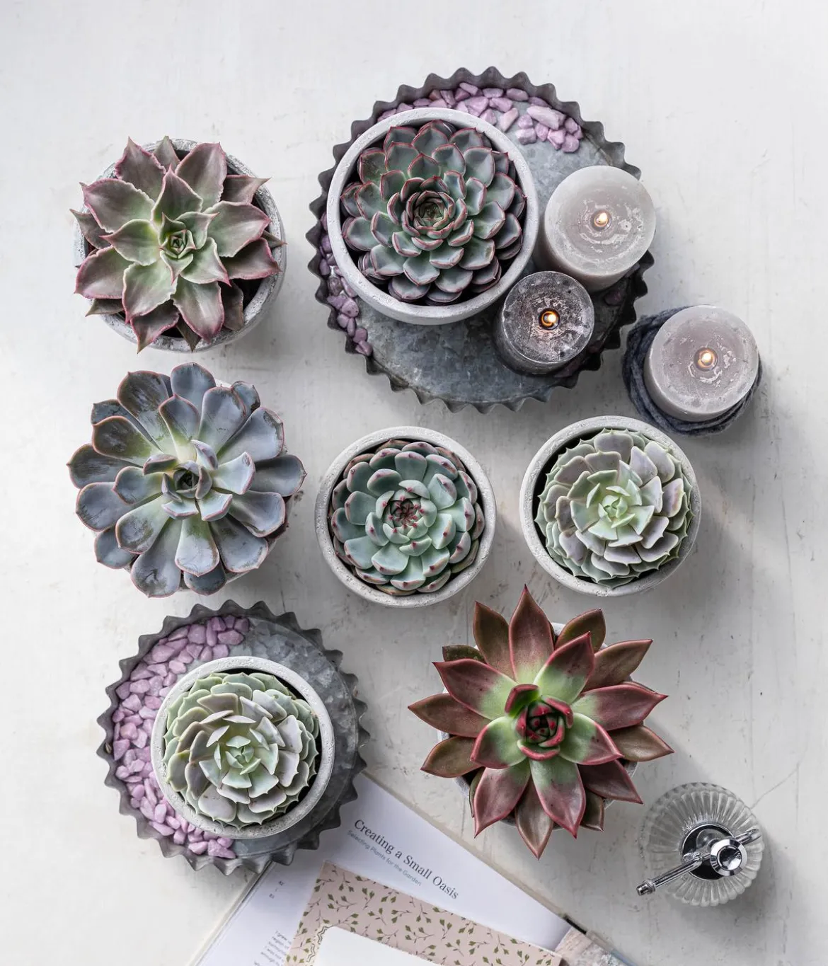 Echeverie - Echeveria Hybride, verschiedene Sorten