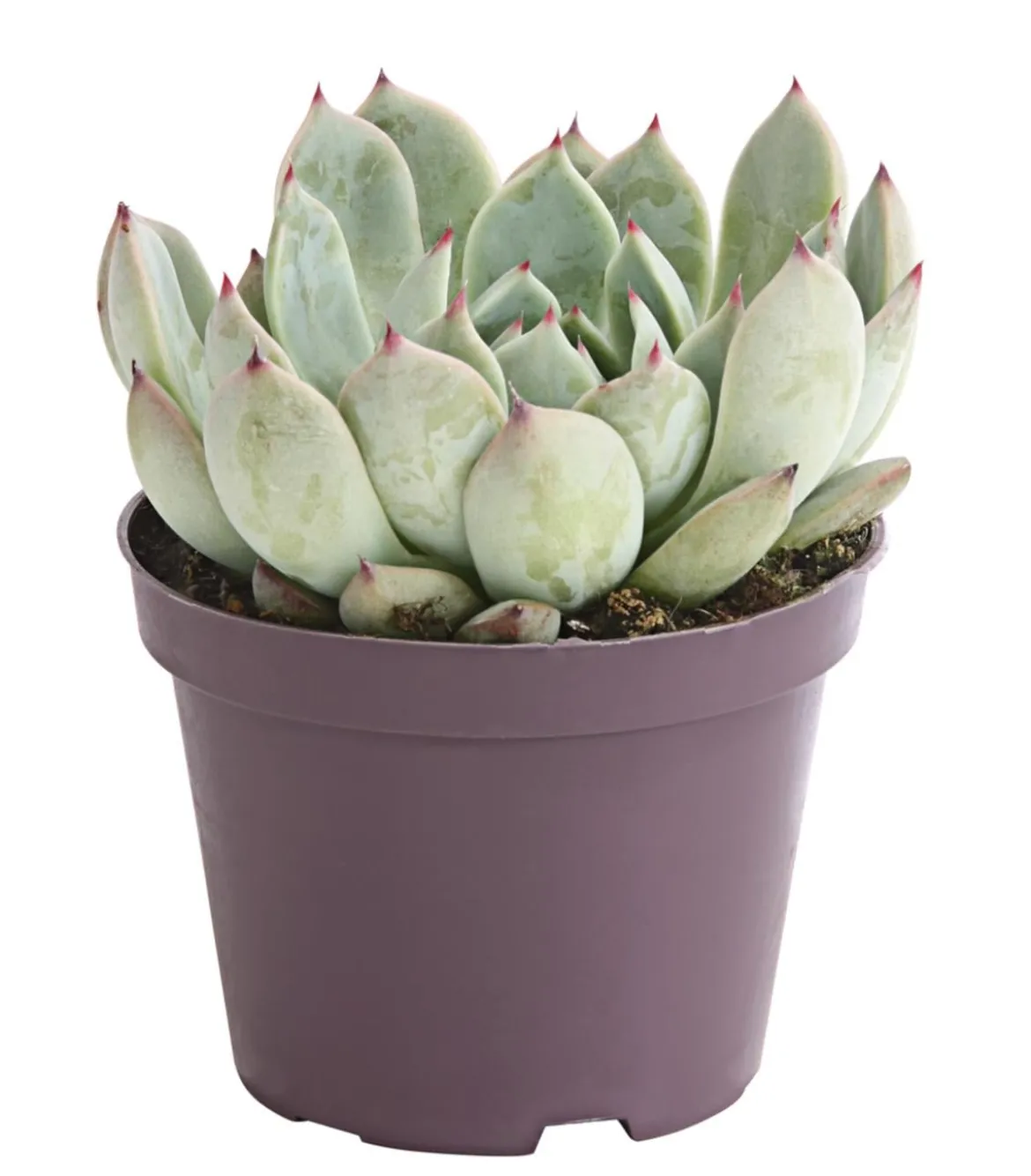 Echeverie - Echeveria Hybride, verschiedene Sorten