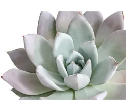 Echeverie - Echeveria-Hybride 'Mexican Giant'