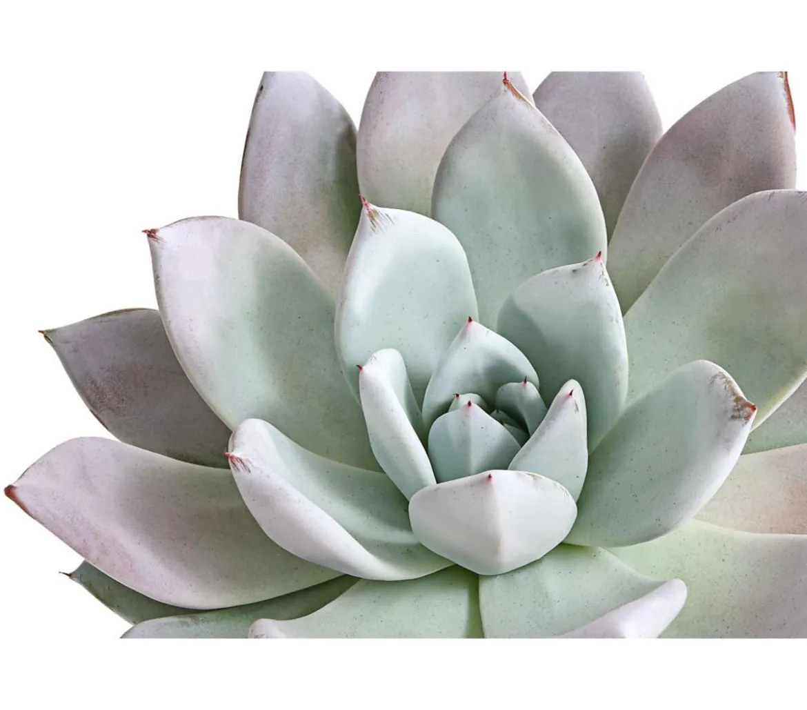 Echeverie - Echeveria-Hybride 'Mexican Giant'