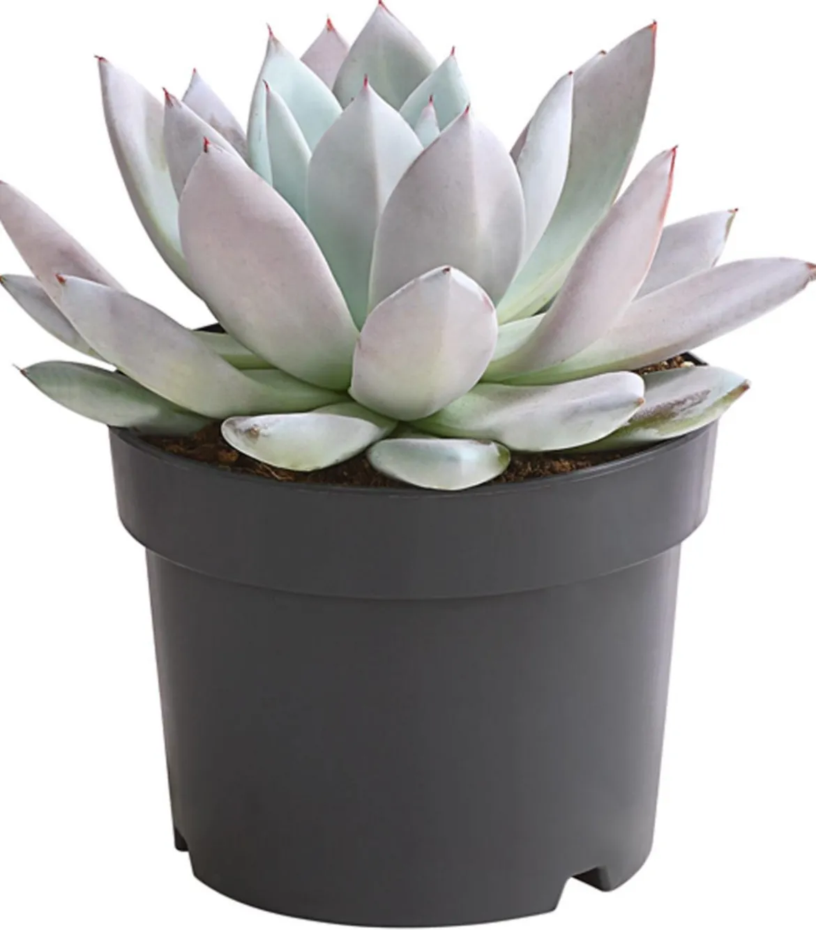 Echeverie - Echeveria-Hybride 'Mexican Giant'
