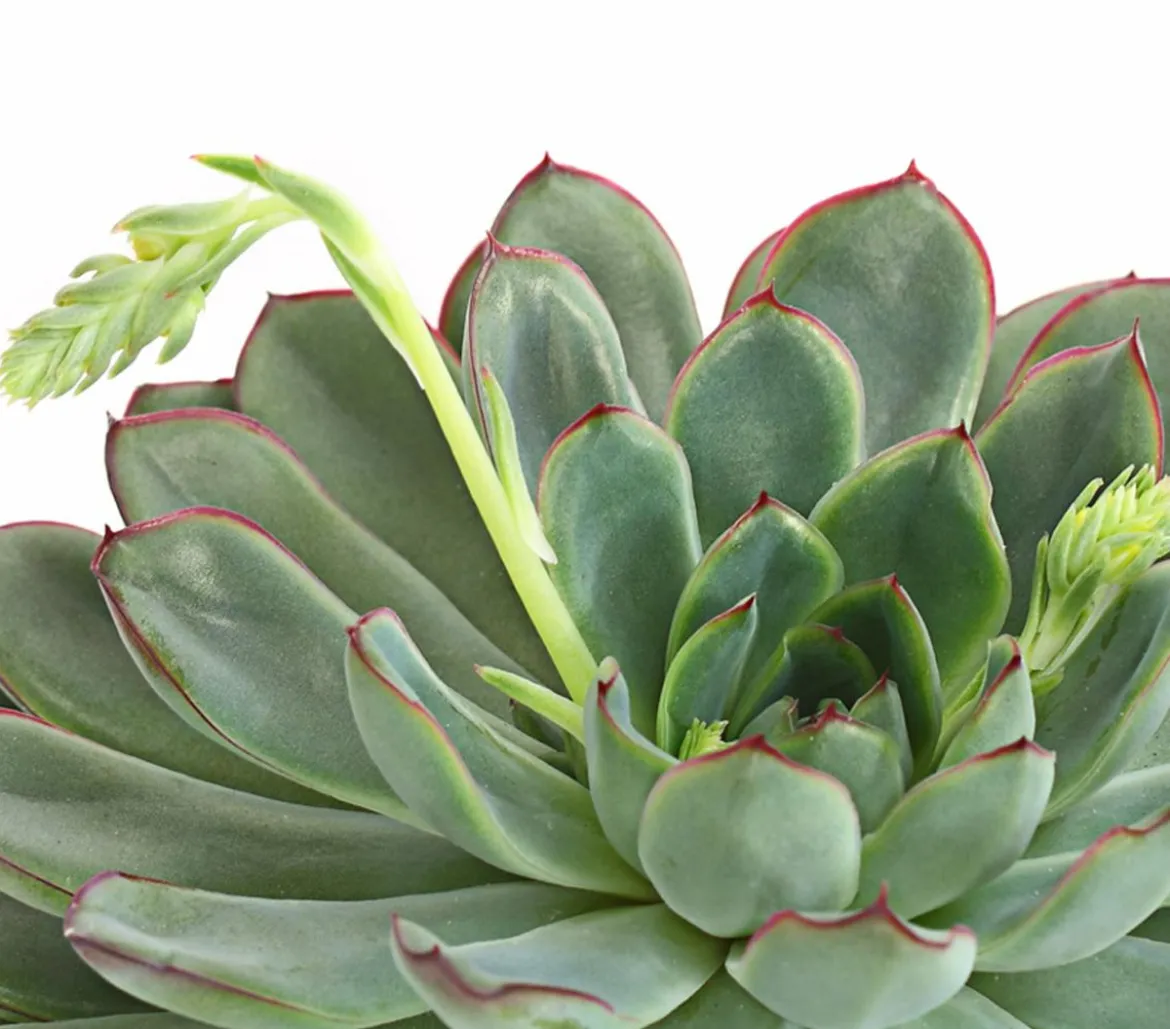Echeverie - Echeveria pulidonis
