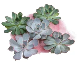 Echeverien-Set - Echeveria, 5-teilig, verschiedene Sorten