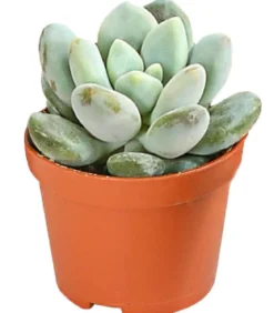 Echeverien-Set - Echeveria, verschiedene Sorten
