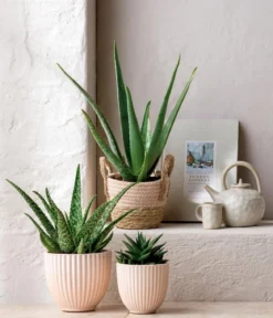 Echte Aloe - Aloe vera