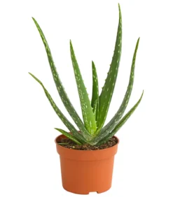 Echte Aloe - Aloe vera