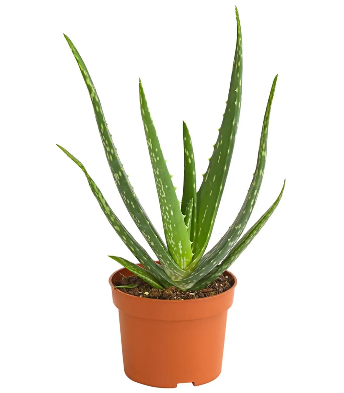 Echte Aloe - Aloe vera