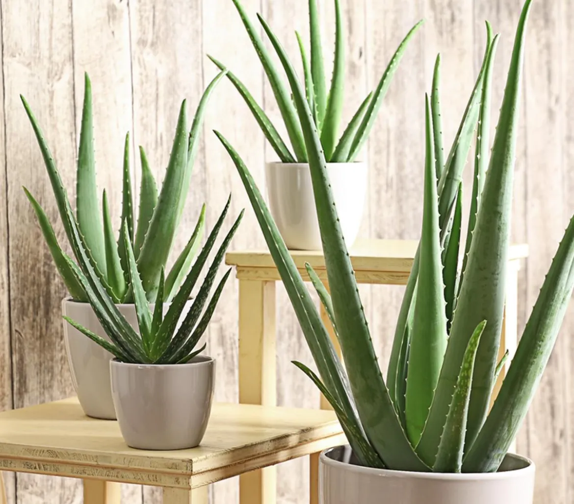 Echte Aloe - Aloe vera