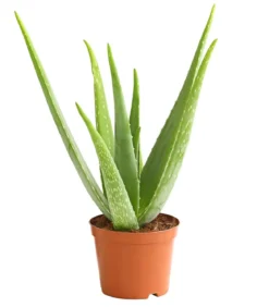 Echte Aloe - Aloe vera