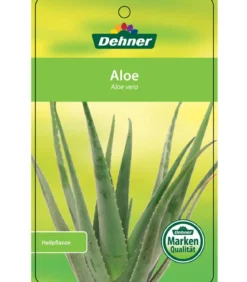 Echte Aloe - Aloe vera, mehrtriebig