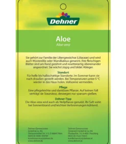 Echte Aloe - Aloe vera, mehrtriebig